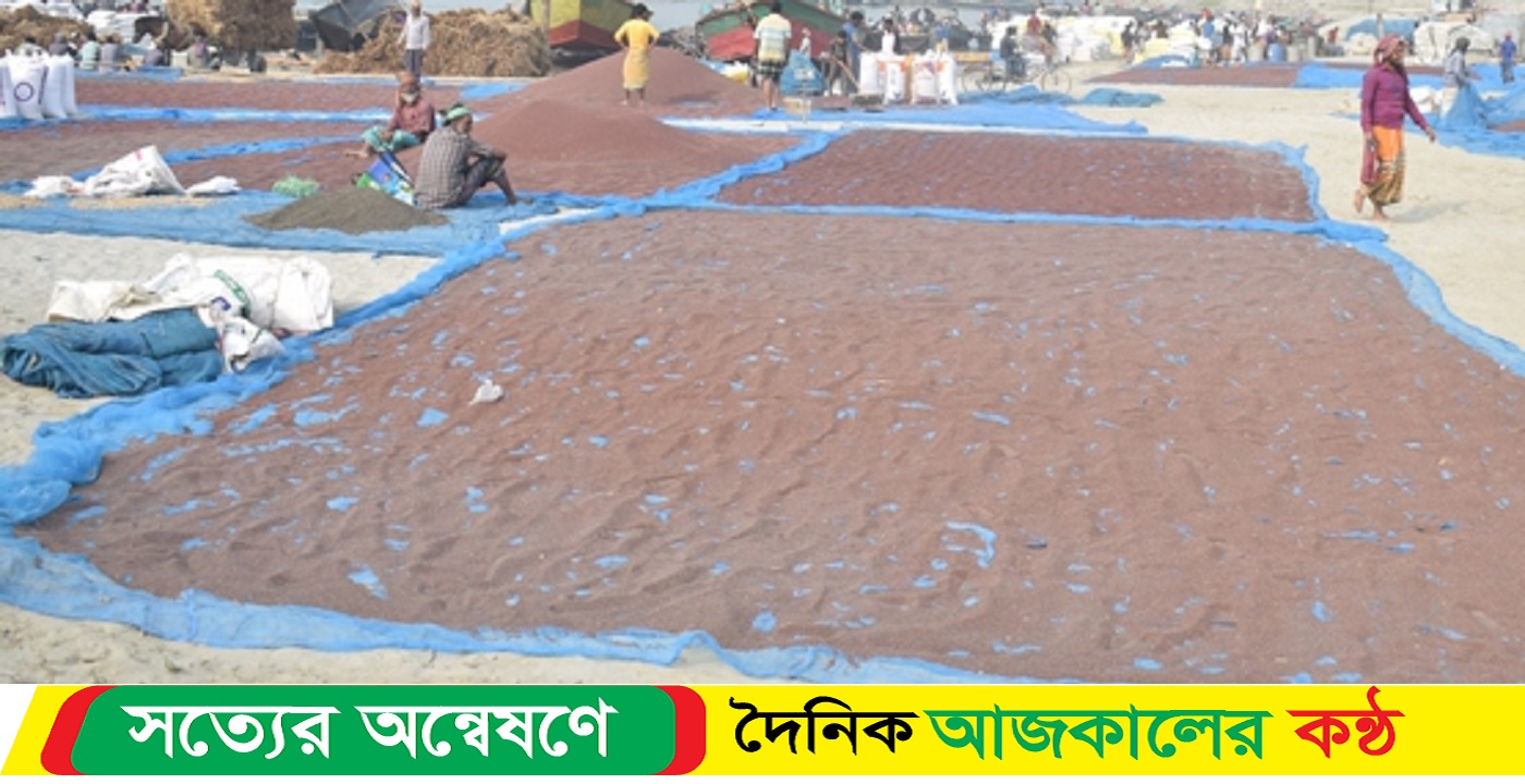 সিরাজগঞ্জের রায়গঞ্জ উপজেলার বিভিন্ন হাটে জমে উঠেছে সরিষার জমজমাট ব্যবসা