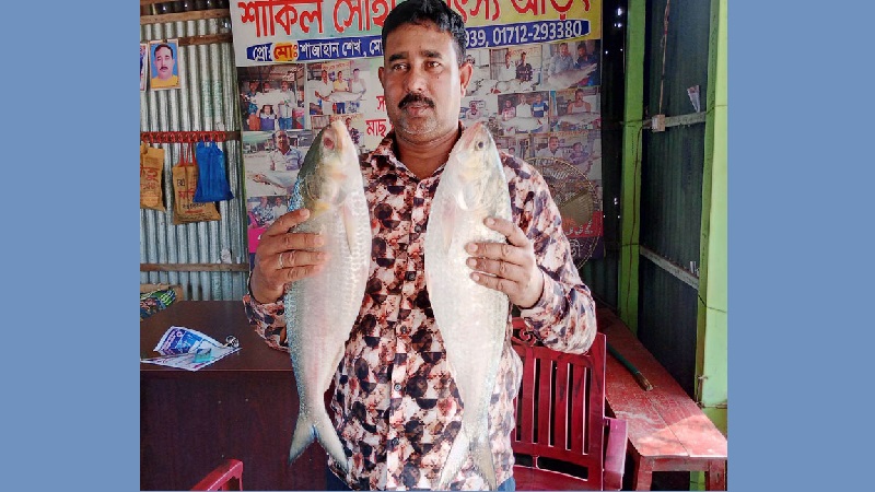 পদ্মার ৪ কেজি ওজনের দুই ইলিশ ১৭ হাজার টাকায় বিক্রি
