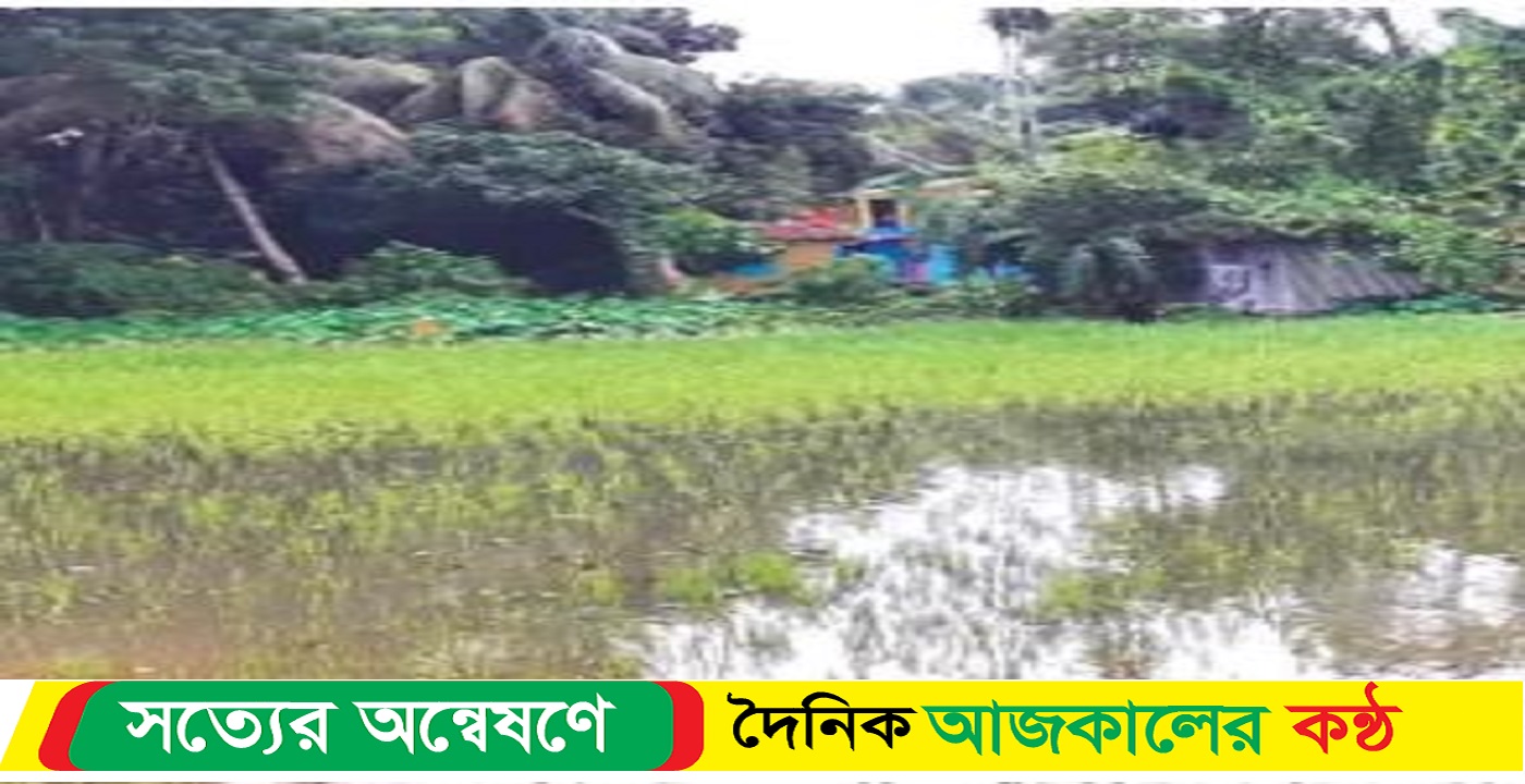 সিলেটে টানা বর্ষণে তলিয়ে গেছে আমন ধান ক্ষেত