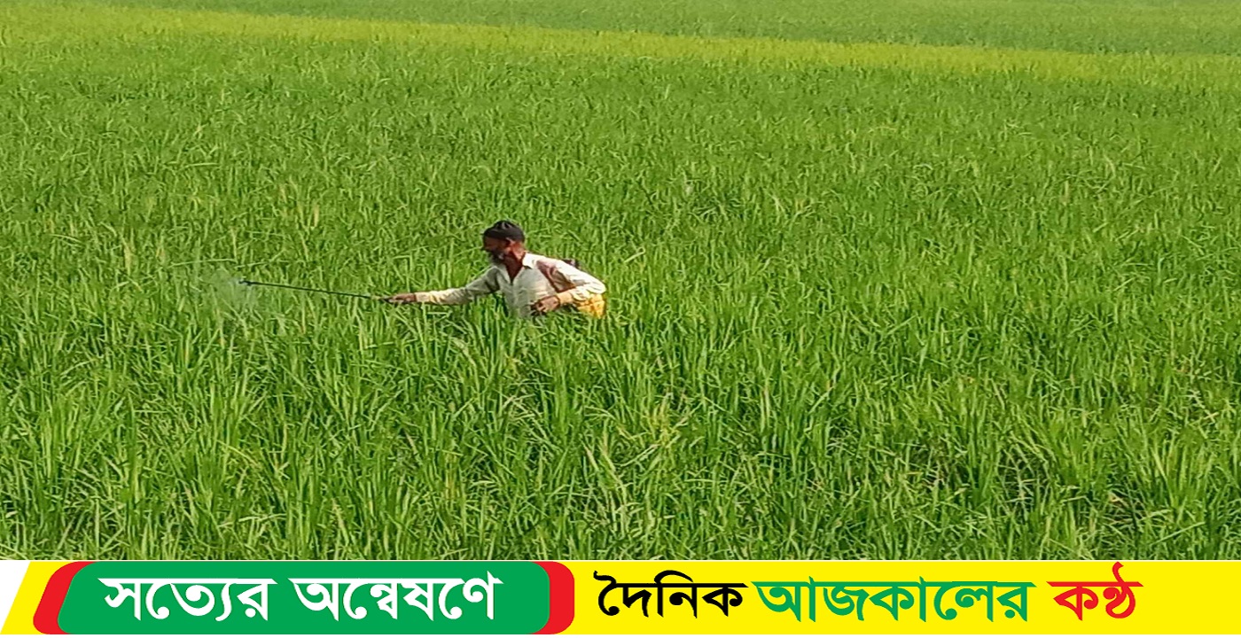 আমতলীতে ধানের ক্ষেতে পোকার আক্রমণ দিশেহারা কৃষক