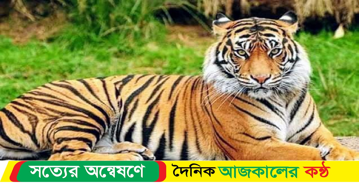 বাগেরহাটে বাঘ আতঙ্ক, গ্রামে পায়ের ছাপ