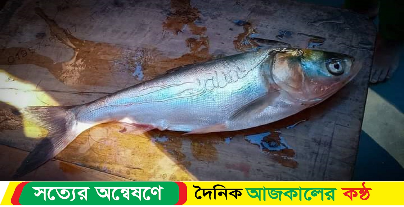 রাজারহাটে মাছের গায়ে লেখা আল্লাহু, একনজর দেখতে উৎসুক জনতার ভিড়