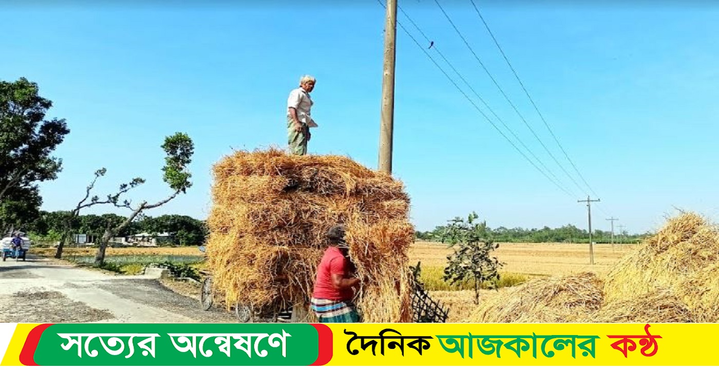 আমনের বাম্পার ফলন