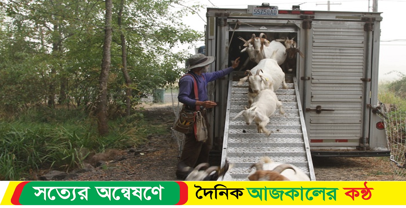 দাবানলের ঝুঁকি কমায় যেসব ছাগল
