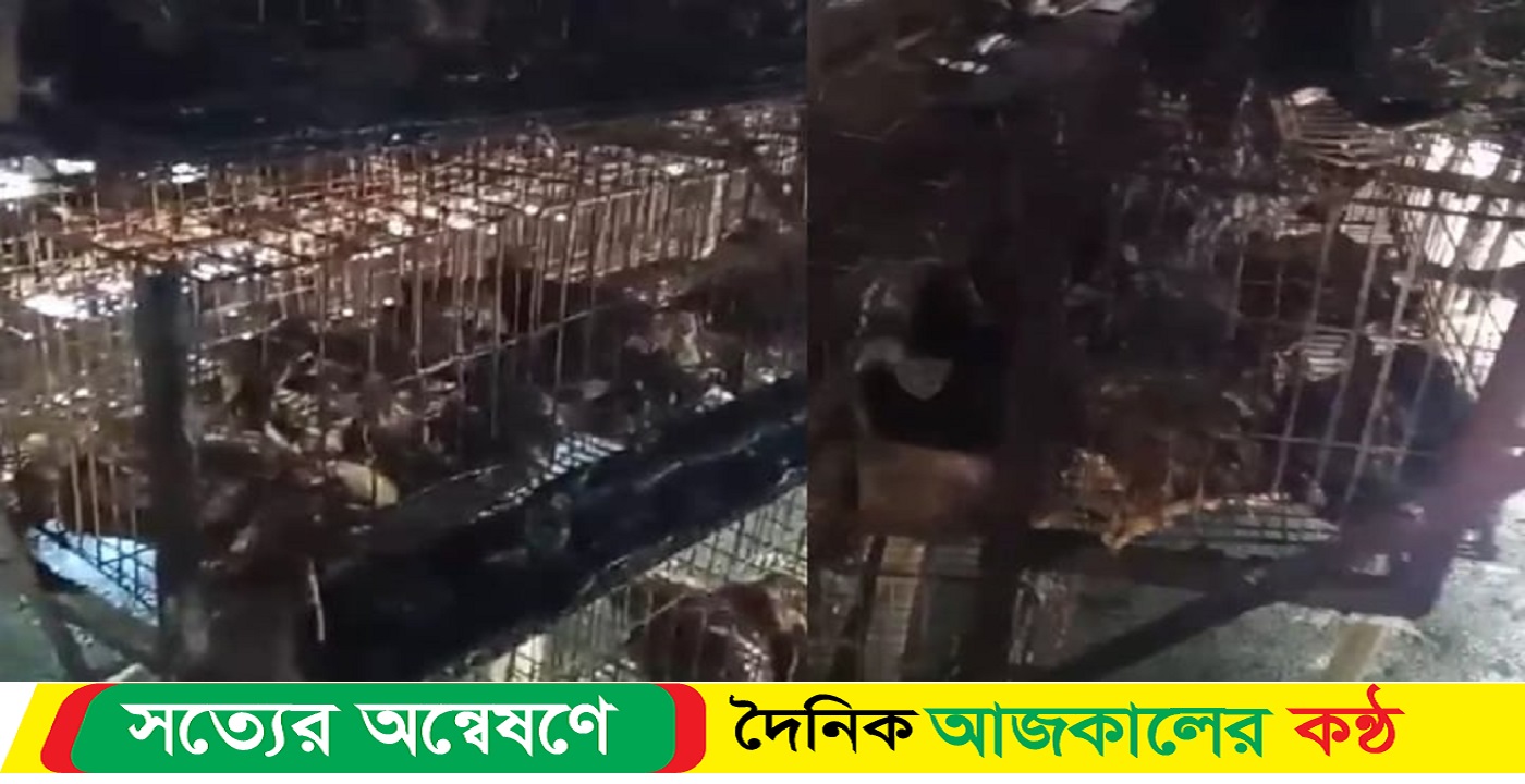 আগুনে পুড়ল ১৫শ’ মুরগি