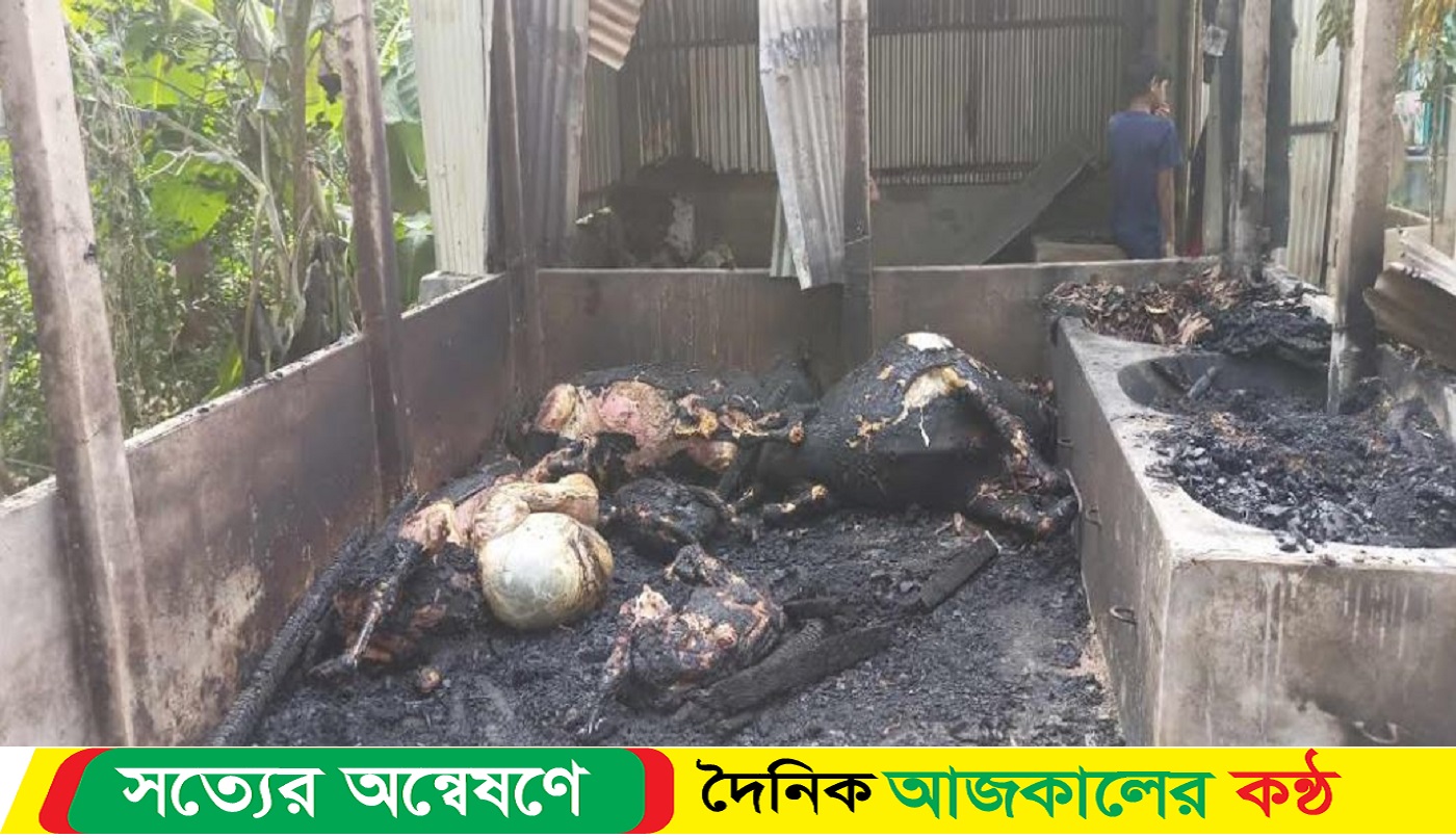 আগুনে পুড়ল কৃষকের ৬ গরু ৫ লাখ টাকার ক্ষয়ক্ষতি