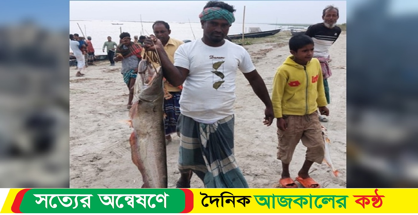 পদ্মায় ধরা পড়ল ১২ কেজির বোয়াল