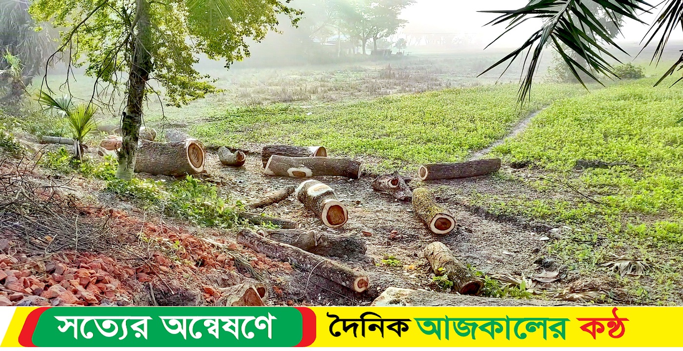 লোহাগড়ায় সরকারি সড়কের শতাধিক বৃক্ষ কেটে নিলো দুর্বৃত্তরা