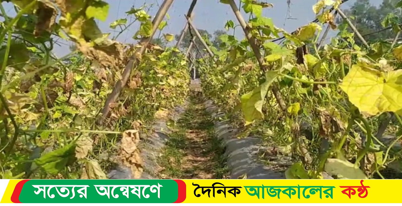 বেগুন ও শসা গাছের সঙ্গে এ কেমন শত্রুতা!