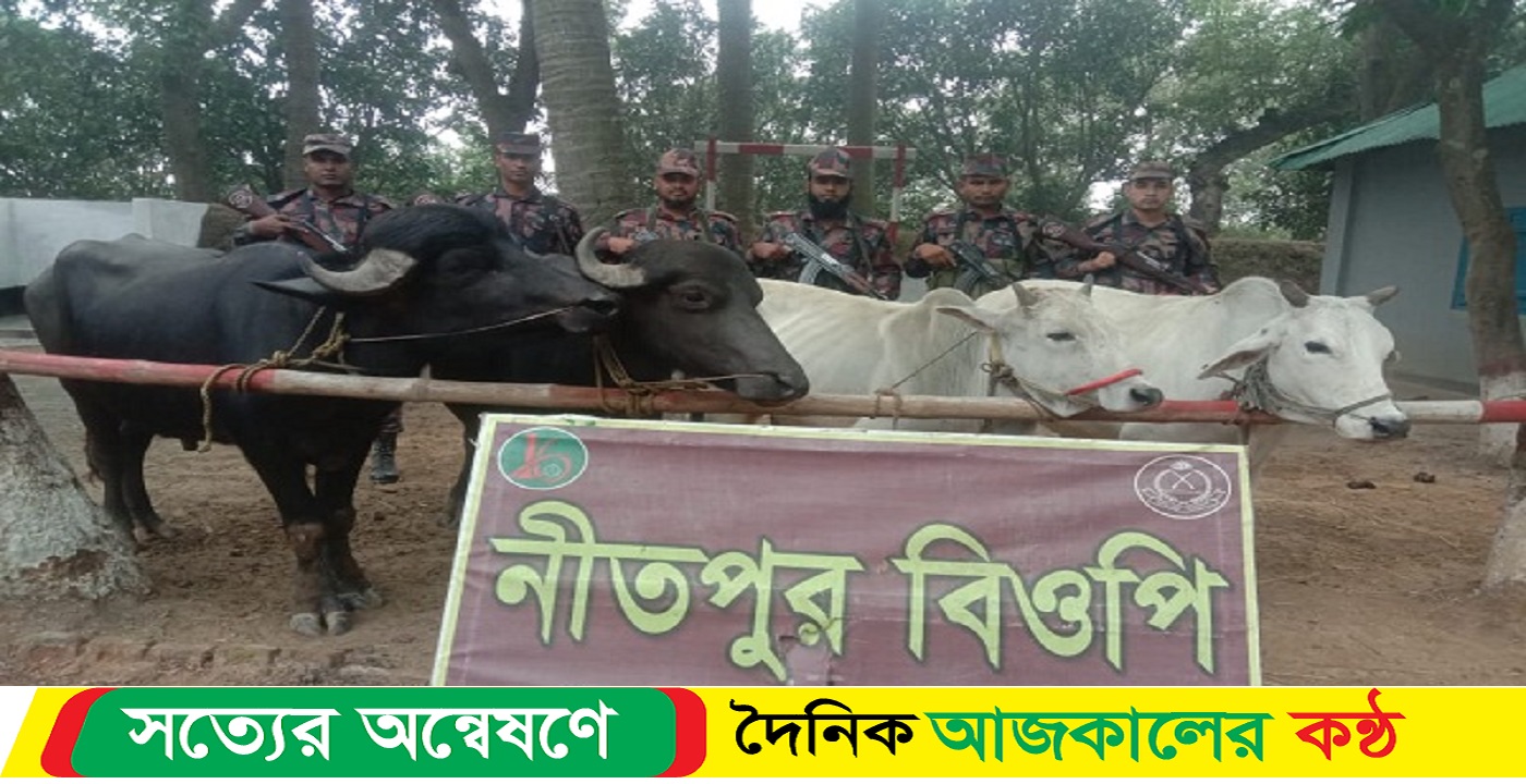 সীমান্তে ভারতীয় ২টি গরু ও ২টি মহিষ উদ্ধার