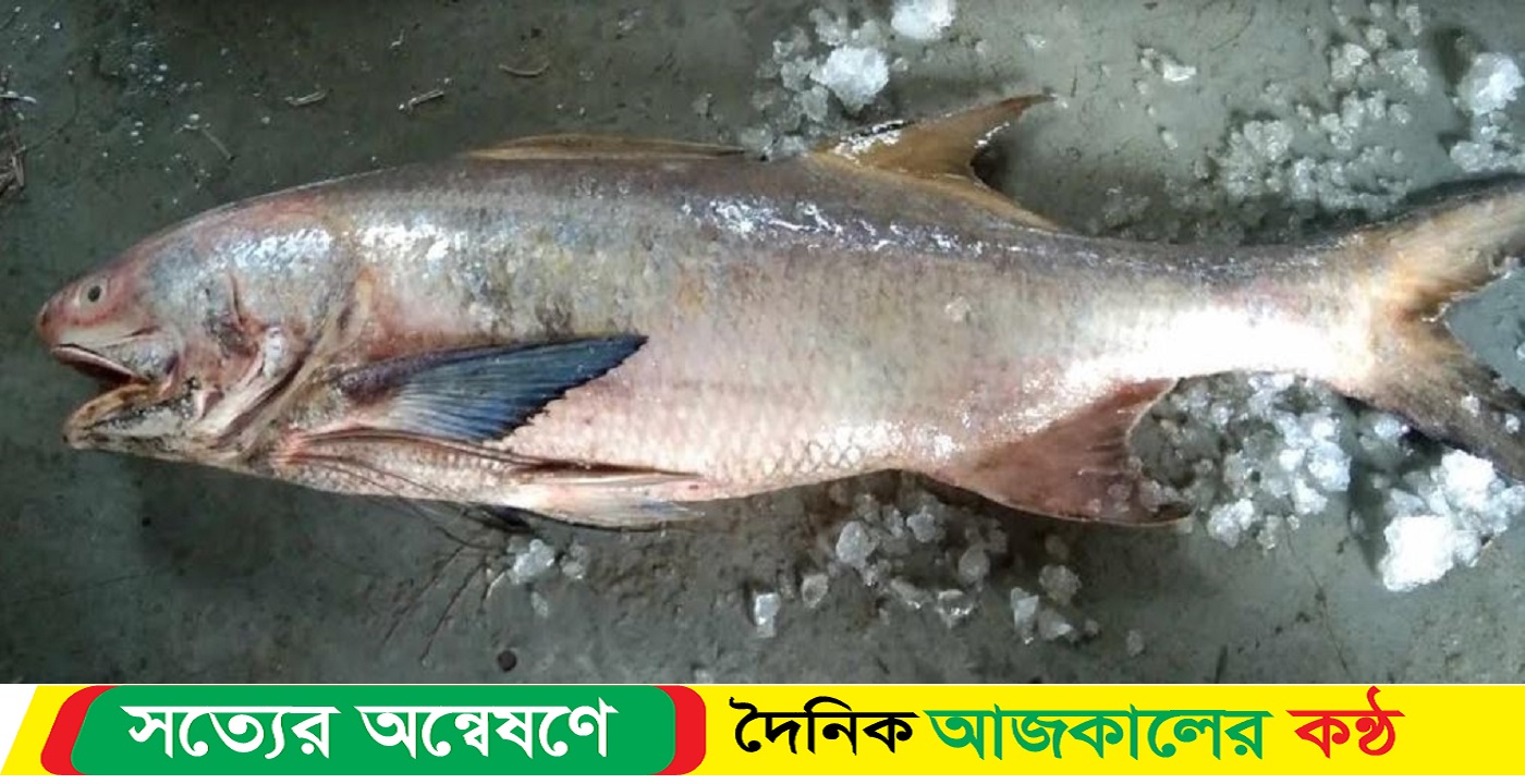 ১৮ কেজি এক স্যালমন ফিসের দাম ৫০ হাজার টাকা