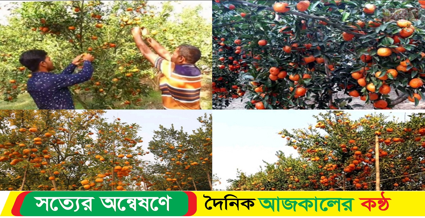 বিভিন্ন জাতের কমলা চাষে হালিমের জীবনে সফলতা