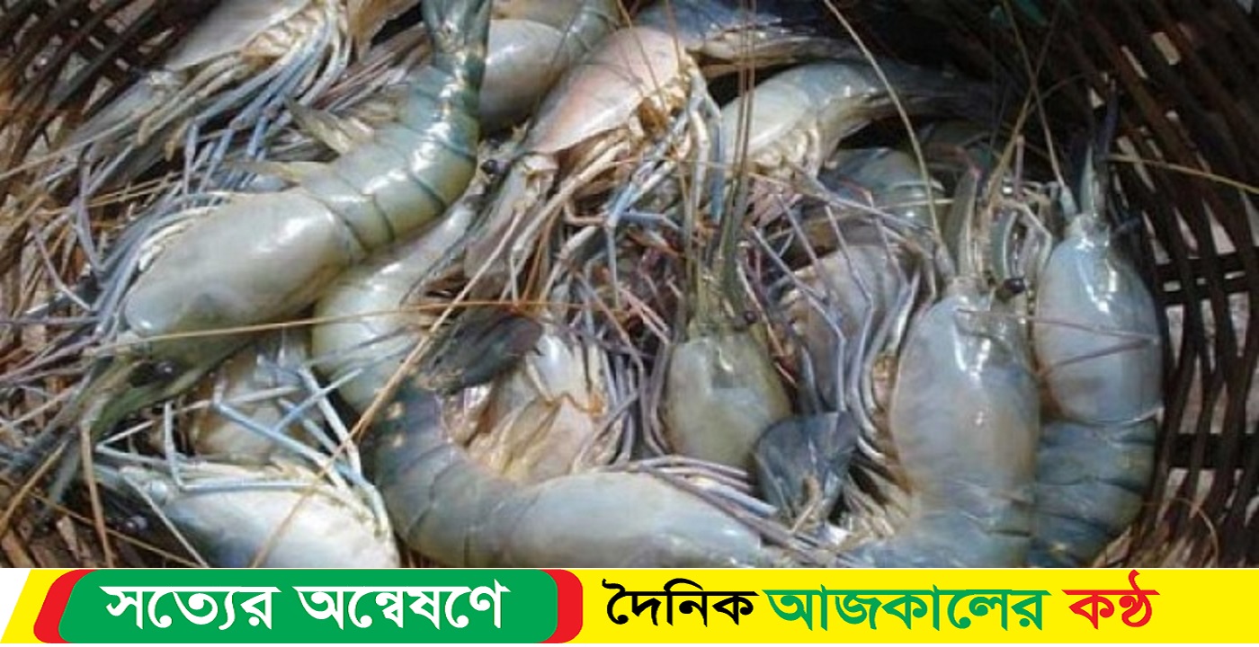 গলদা চিংড়ি থেকে রফতানি আয় ৭৭০ কোটি টাকা