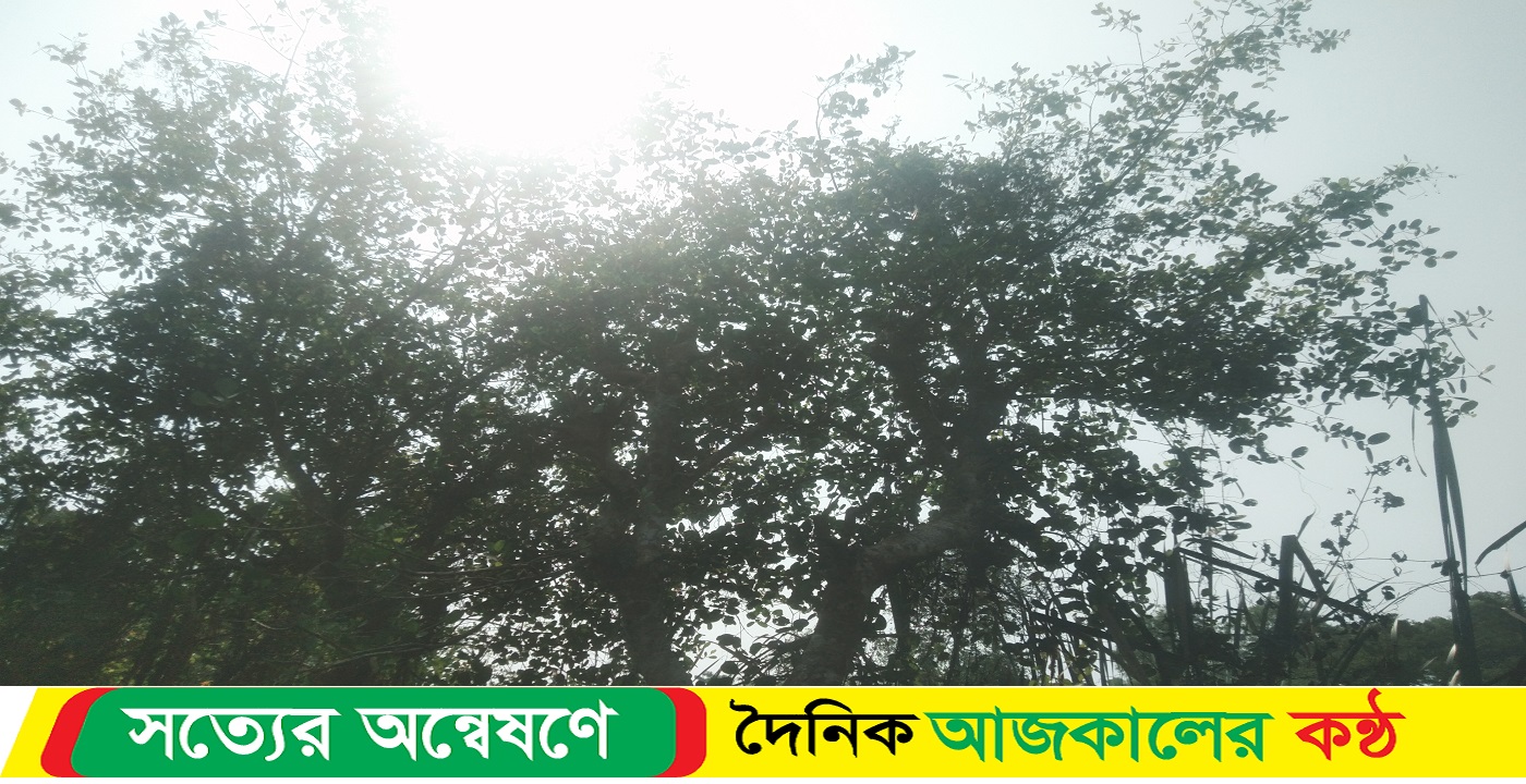 কালের বিবর্তনে প্রায় বিলুপ্তীর পথে ছৈলাগাছ