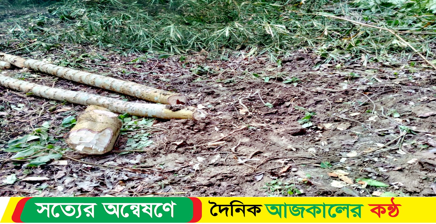লোহাগড়ায় সরকারি জমি থেকে গাছ কেটে নিলো দূর্বৃত্তরা