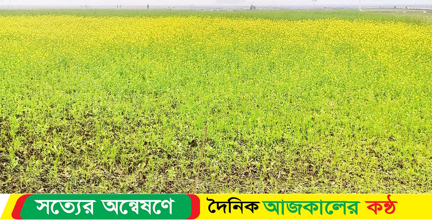 নড়াইলে সরিষার বাম্পার ফলনের প্রত্যাশা