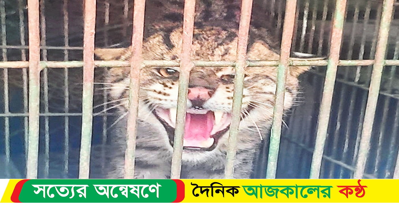 নড়াইলের পল্লীতে সেফটি ট্যাংকে আটকে পড়া ‘মেছো বাঘ’ উদ্ধার