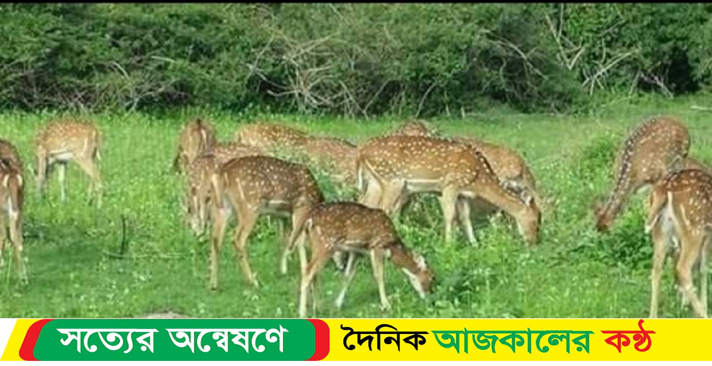সুন্দরবনে হরিণসহ বেড়েছে পাঁচ বন্যপ্রাণীর সংখ্যা