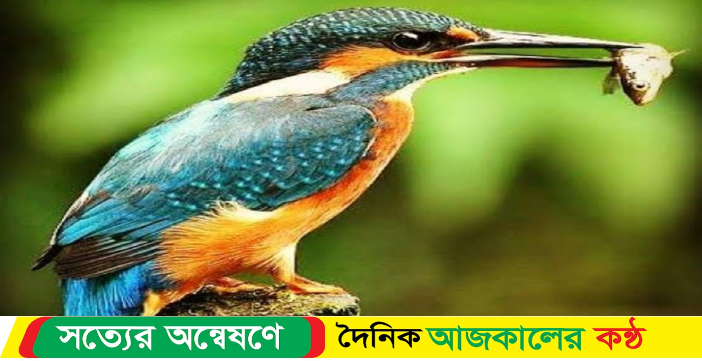 মাছের বিষে আক্রান্ত সুন্দরবনের পাখি!
