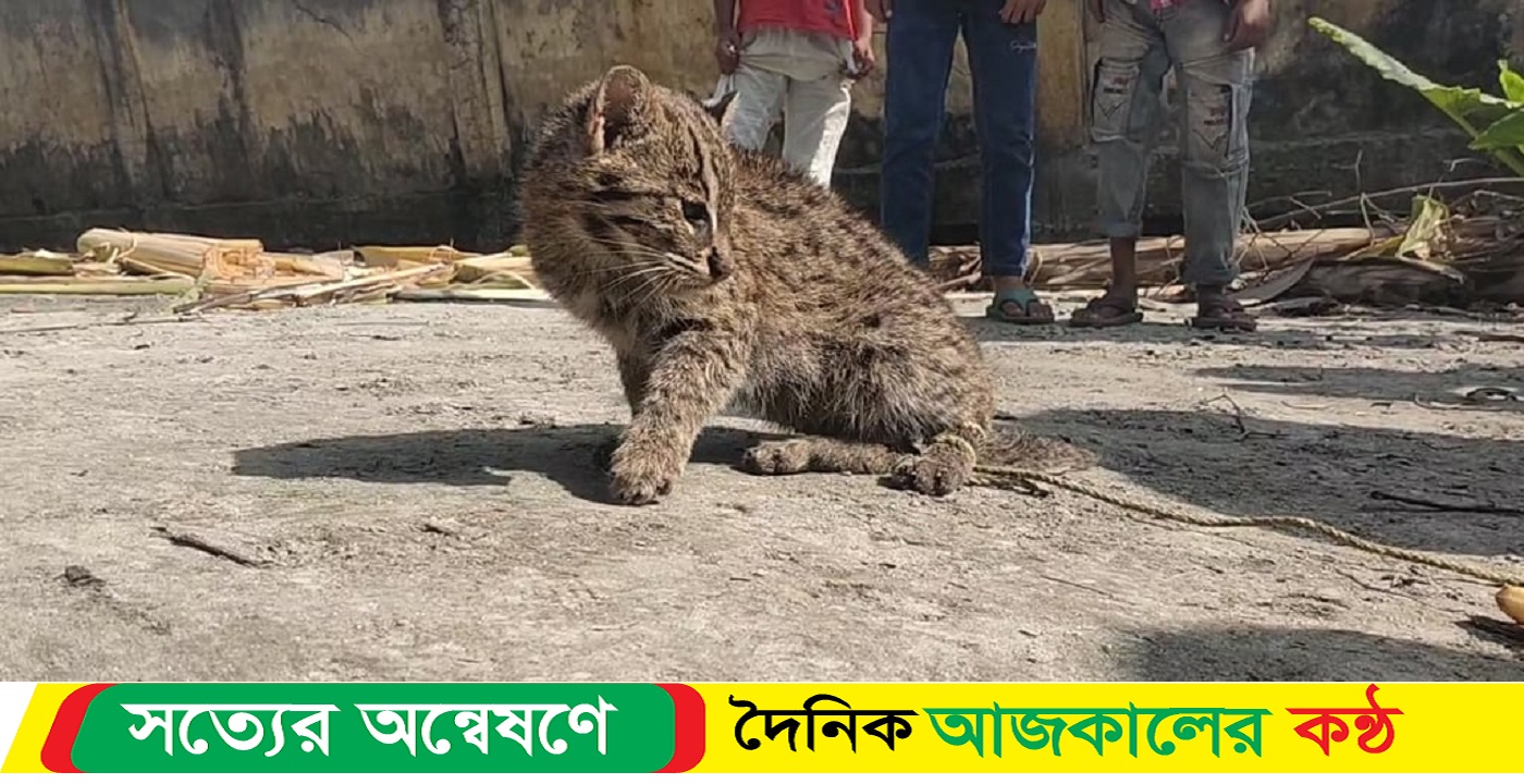 লোকালয়ে এলো মেছোবাঘের বাচ্চা, বনে অবমুক্ত