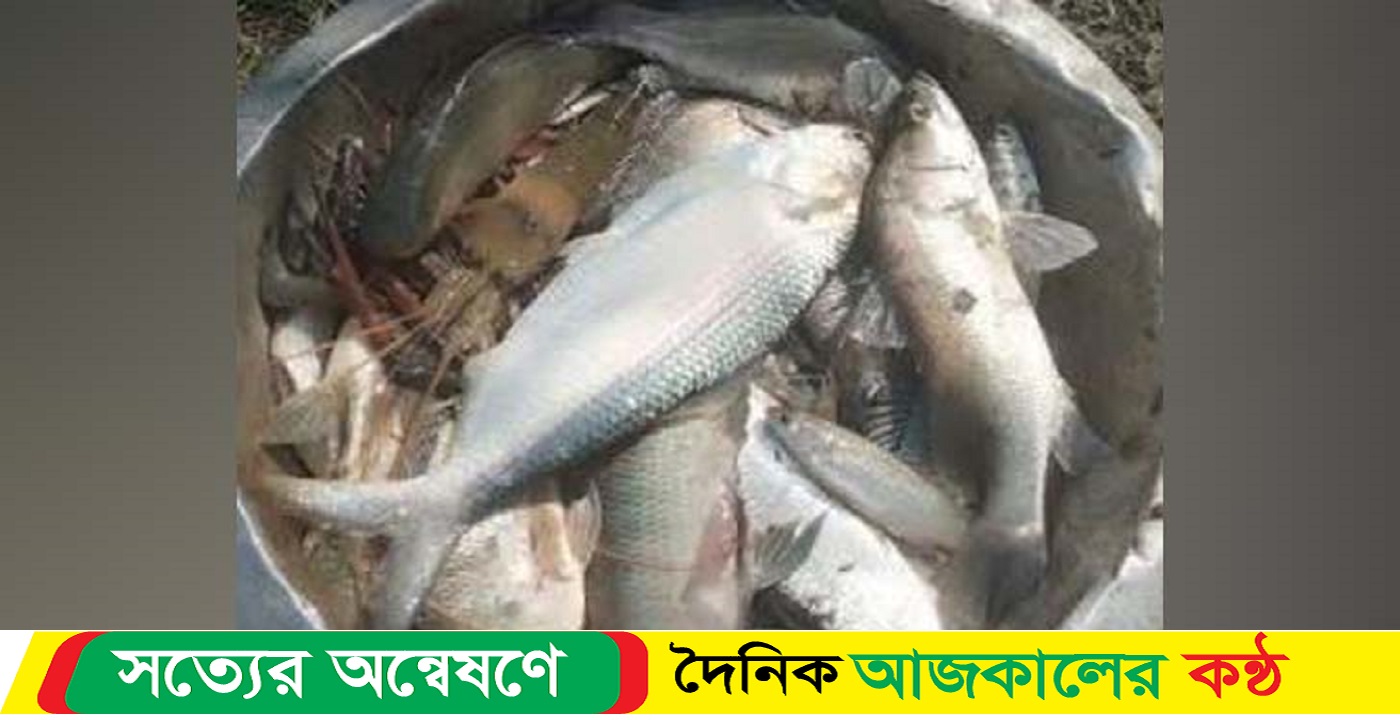 চরফ্যাশনে পুকুরে মিলল ২ কেজির ইলিশ