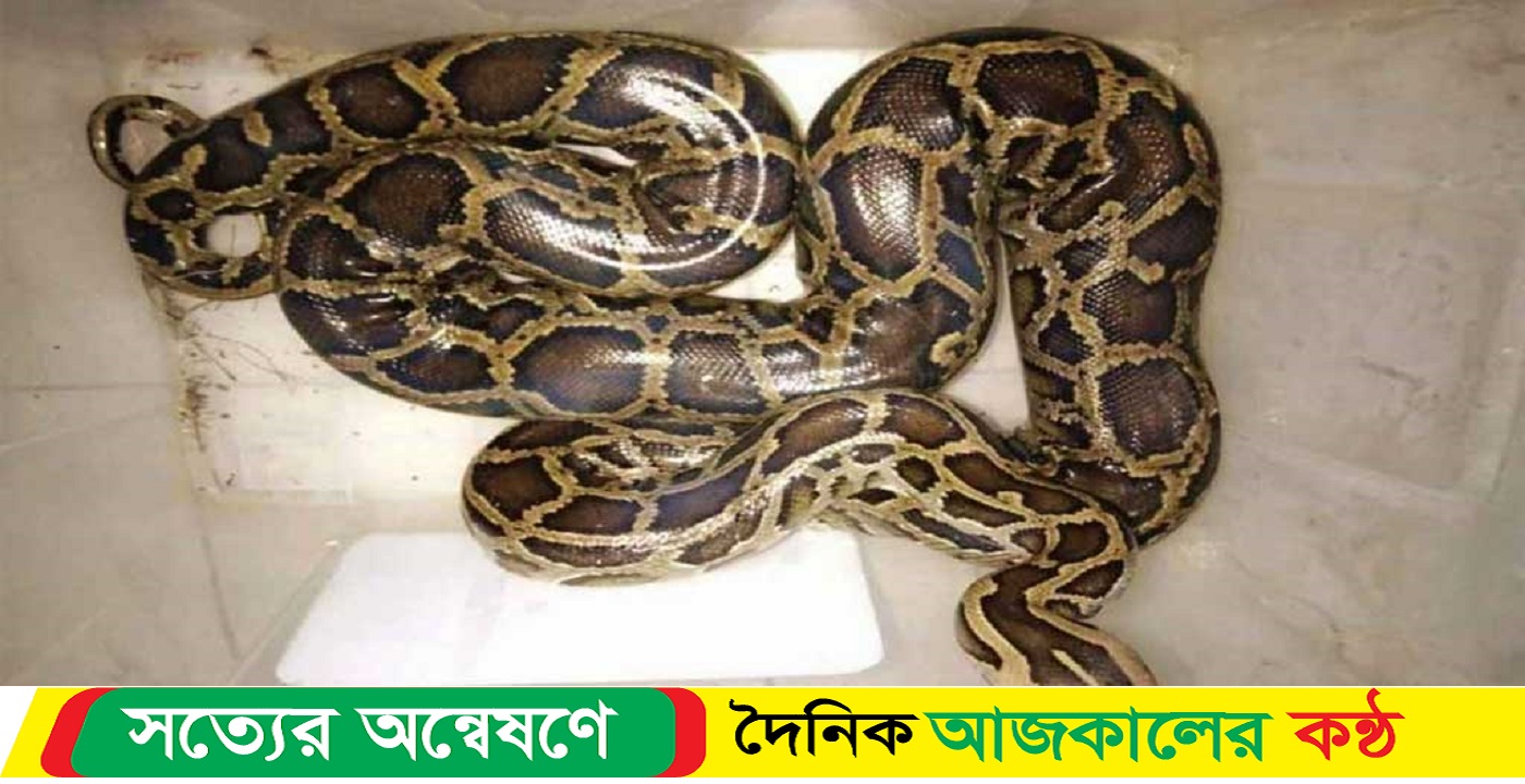 শ্রীমঙ্গলে ১২ ফুট লম্বা অজগর