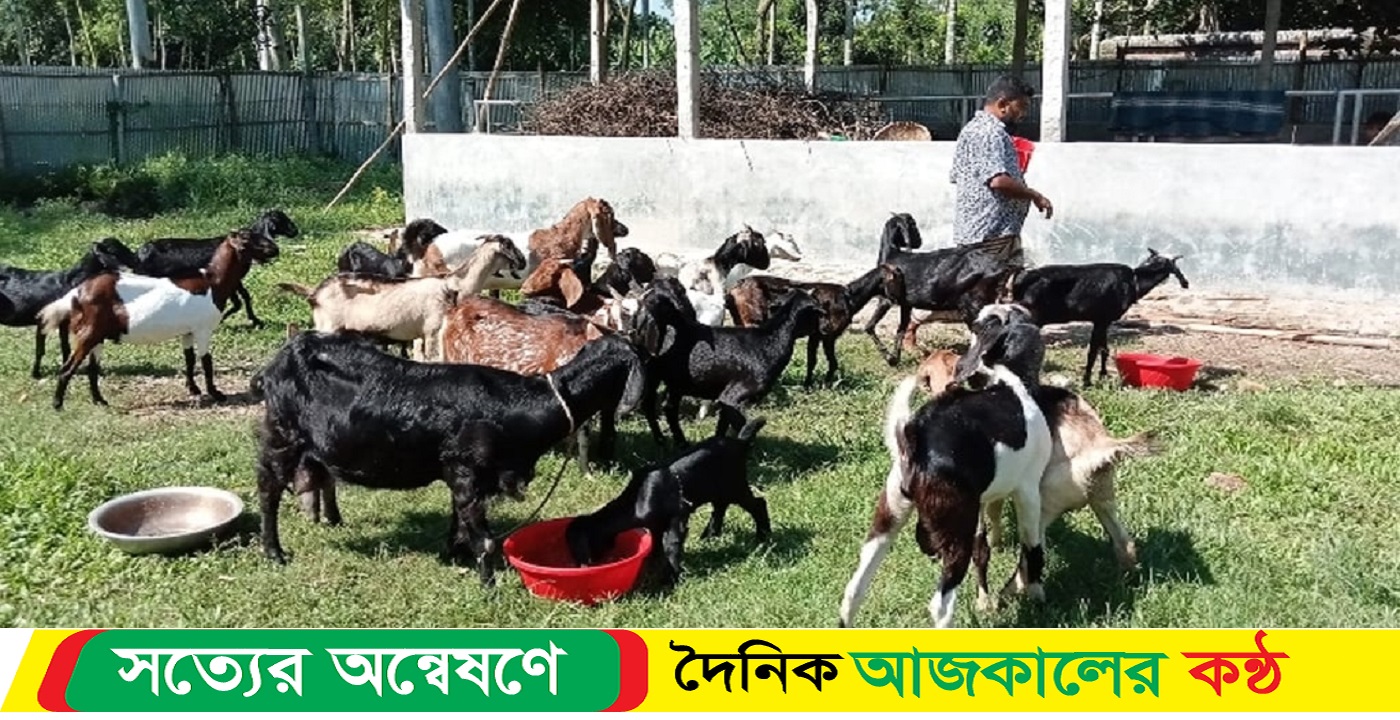 খামারির ১০৫ ছাগল ঠান্ডায় মারা গেল