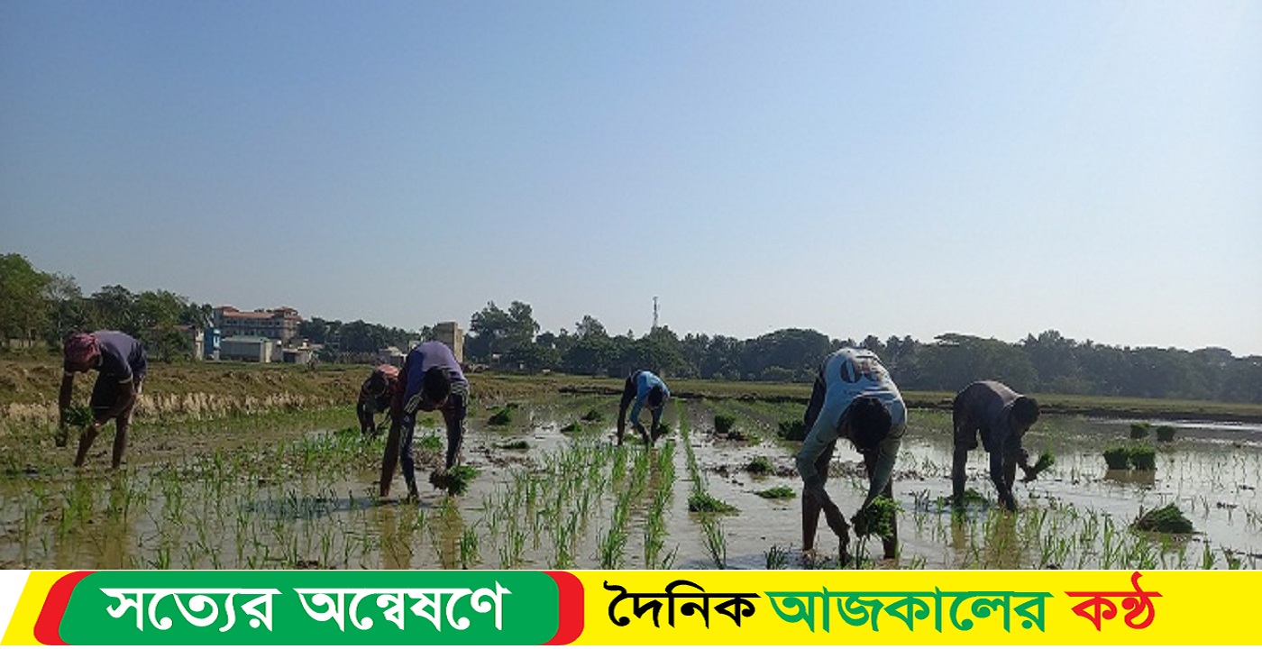 বোরো ধানের আবাদ শুরু হয়েছে