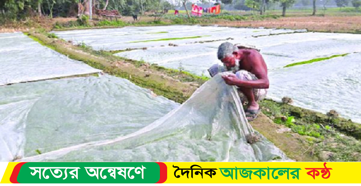 শীত ও কুয়াশায় বীজতলা নিয়ে শঙ্কায় কৃষক