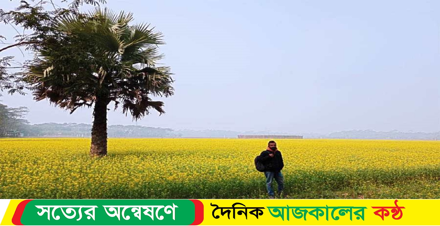 গৌরনদীতে সরিষার বাম্পার ফলন লাভবানের আসায় চাষীরা