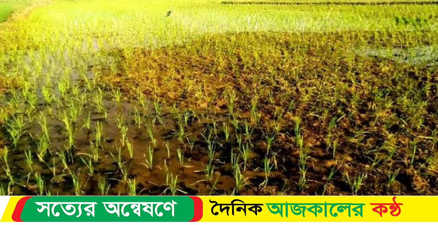 সিলেটে বোরো ধান আবাদে ব্যস্ত সময় কাটাচ্ছেন কৃষকেরা