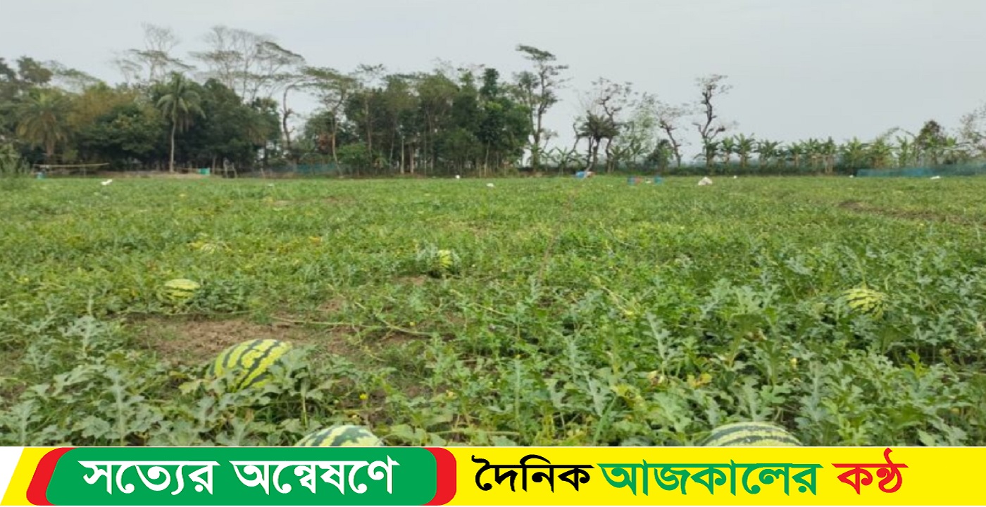 বাকেরগঞ্জ চরাঞ্চলের বাণিজ্যিকভাবে তরমুজ চাষে স্বপ্ন বুনছেন চাষিরা