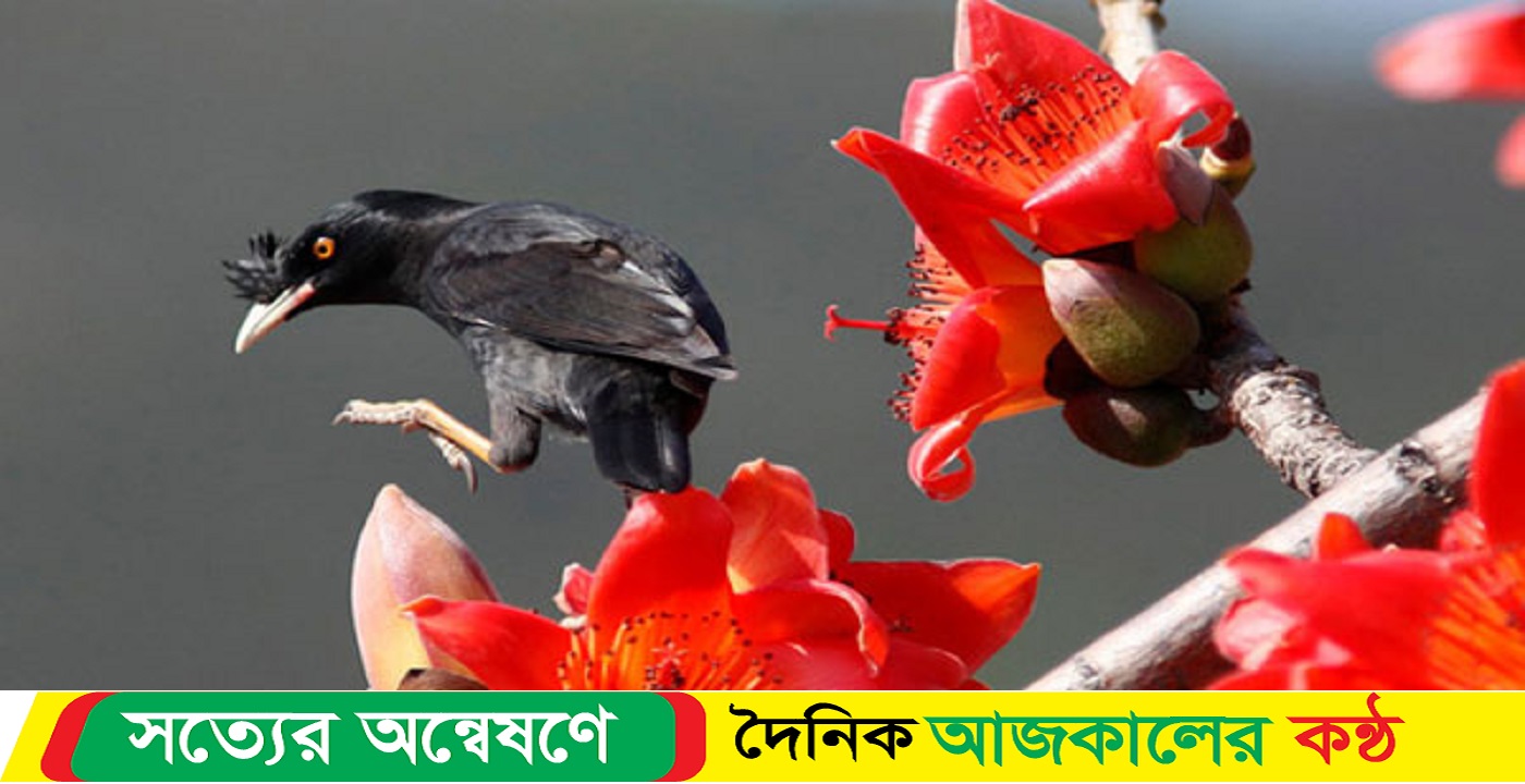ঋতুরাজ বসন্তের প্রথম দিন ও ভালোবাসা দিবস বুধবার