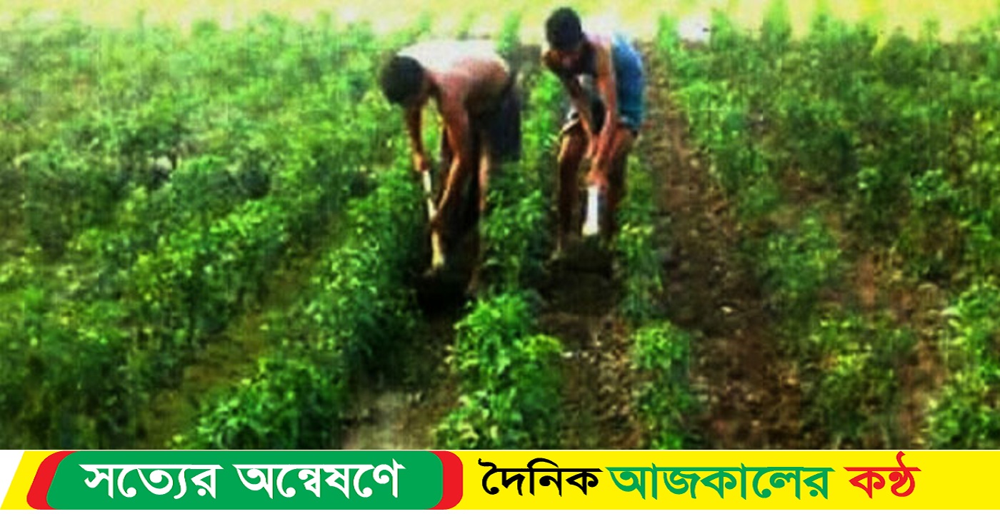 কুয়াকাটা এলাকার কৃষকরা এখন মরিচ চাষে ব্যস্ত