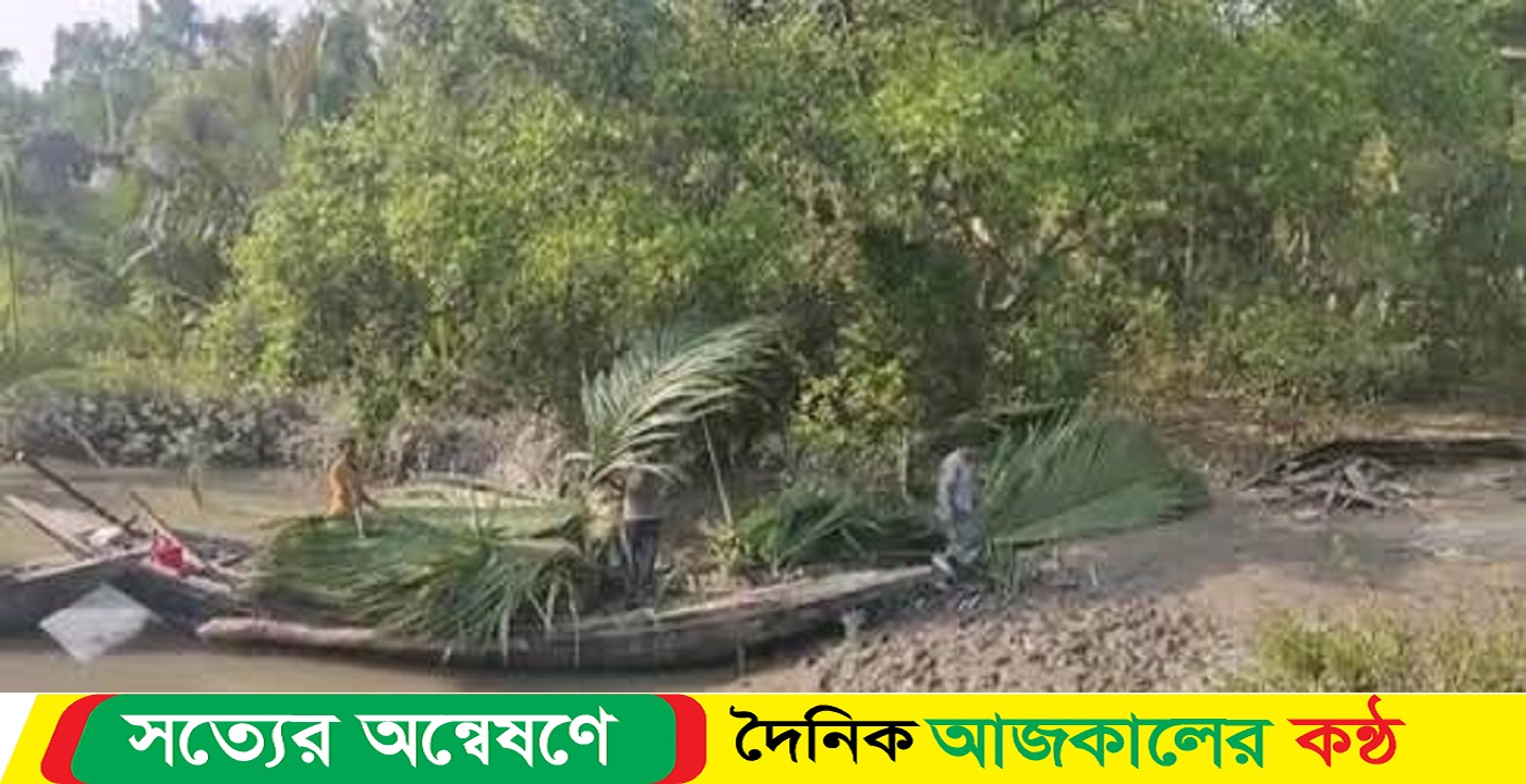 দিন দিন হ্রাস পাচ্ছে গোলপাতার চাহিদা