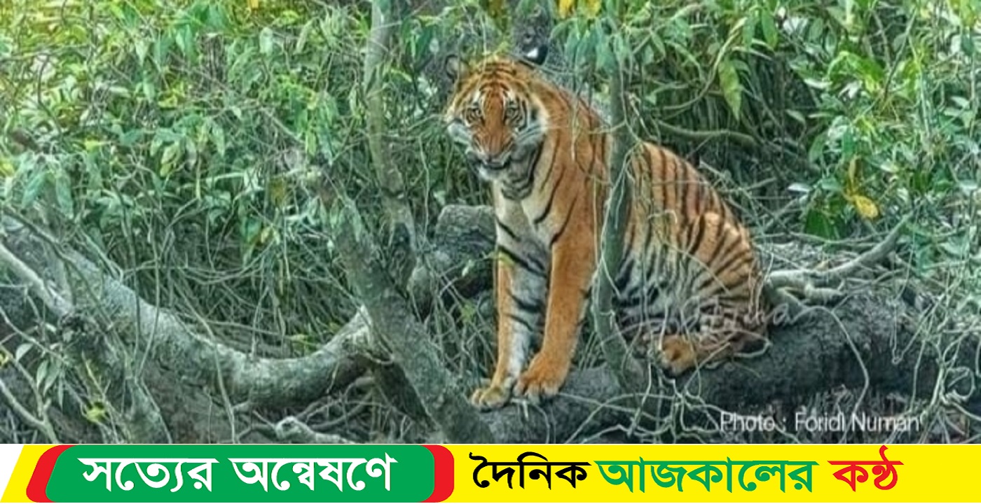 বাঘ মানুষের লড়াই রোধে সুন্দরবন জুড়ে নাইলনের বেড়া