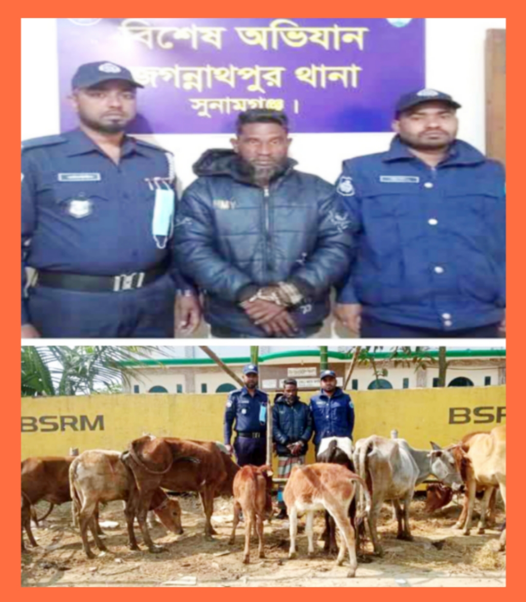জগন্নাথপুরে গরু চোরের উৎপাত বৃদ্ধি,গৃহস্থের রাতের ঘুম হারাম