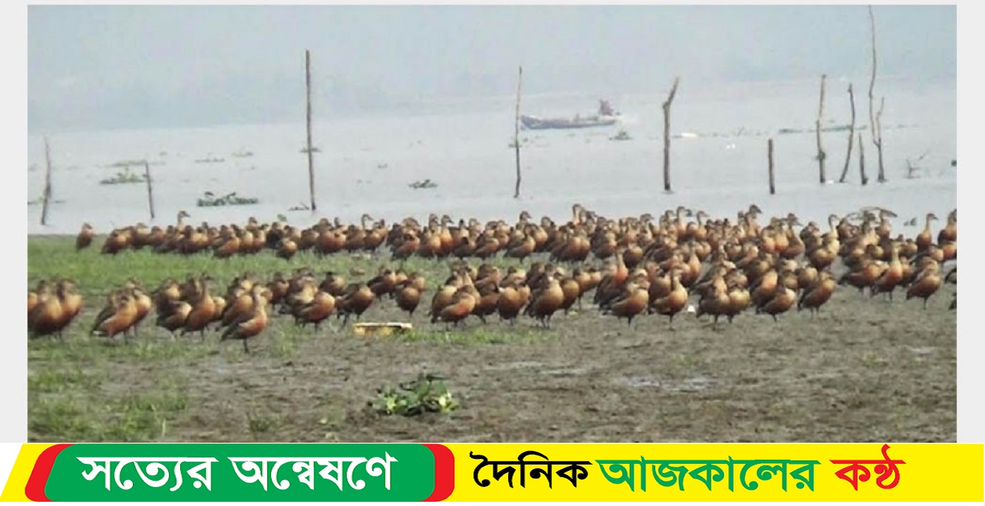 শৌলজালিয়ায় অতিথি পাখির অভয়াশ্রম