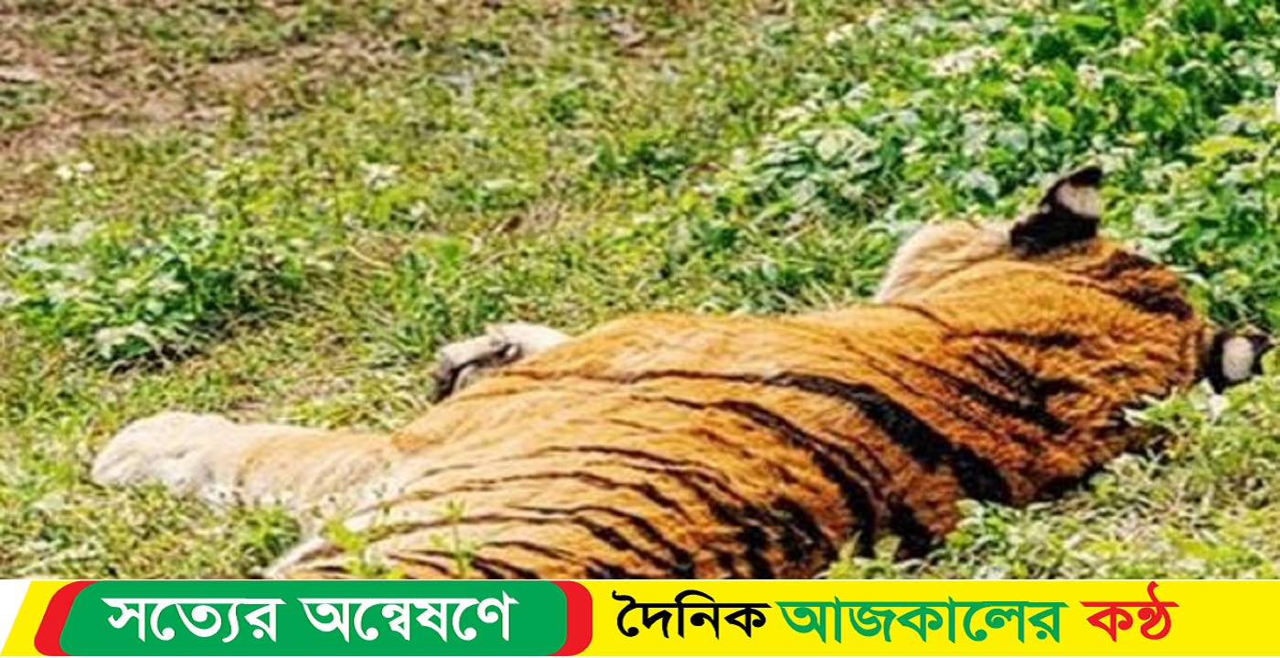 সুন্দরবনের খাল থেকে বাঘের লাশ উদ্ধার