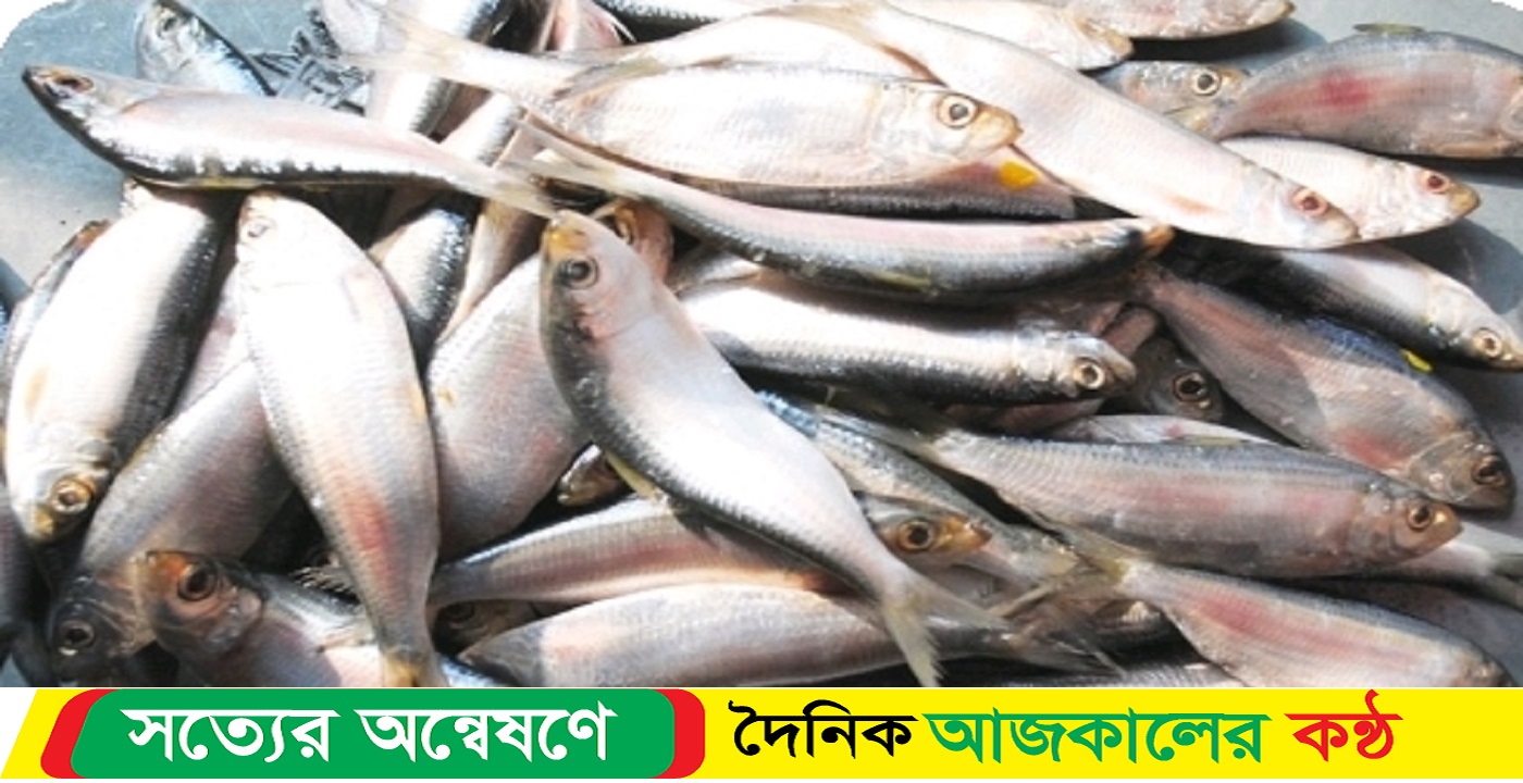 গৌরনদীতে অবাধে প্রভাবশালীদের ছত্রছায়ায় বিক্রি হচ্ছে নিষিদ্ধ জাটকা