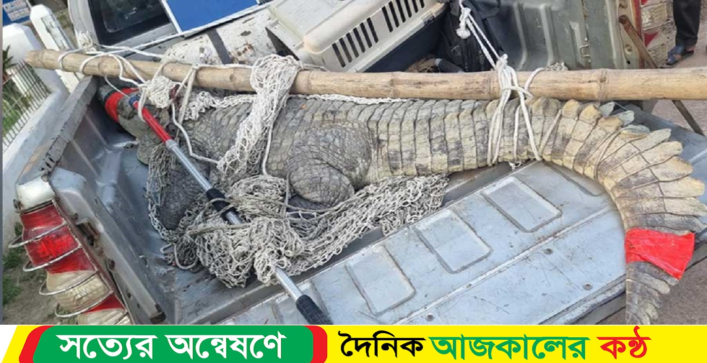 কুমির ৩৫ বছর পর উদ্ধার