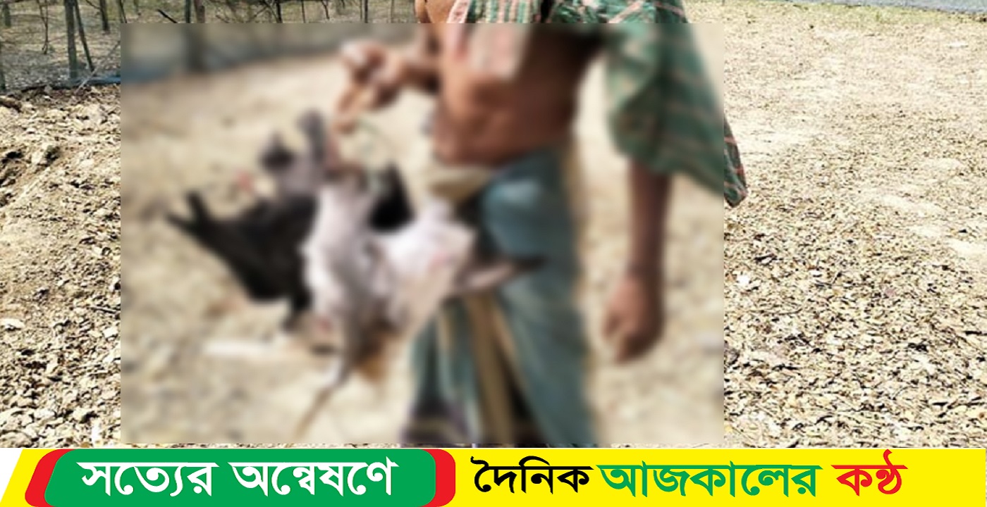 বিষ প্রয়োগে ৪০০ কবুতর হত্যা
