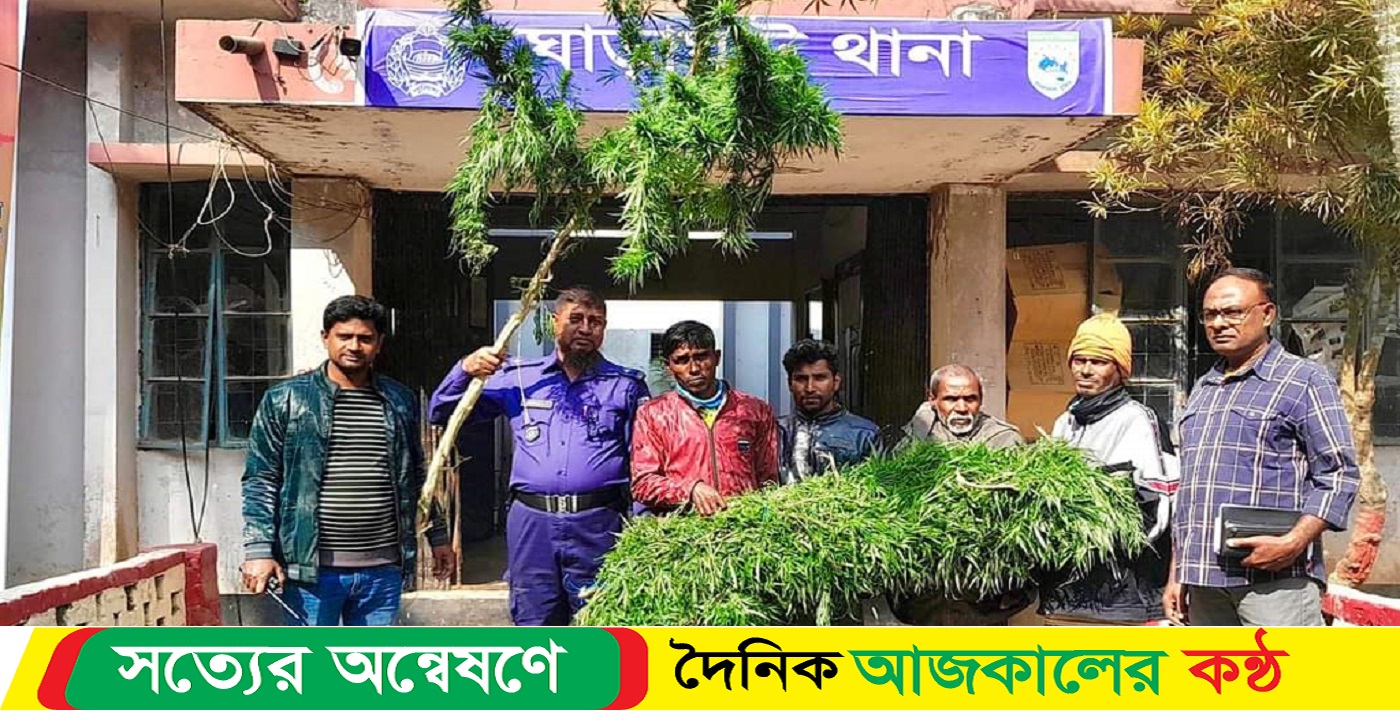 ঘোড়াঘাটে খরচ কমাতে বাড়িতে গাঁজা চাষ