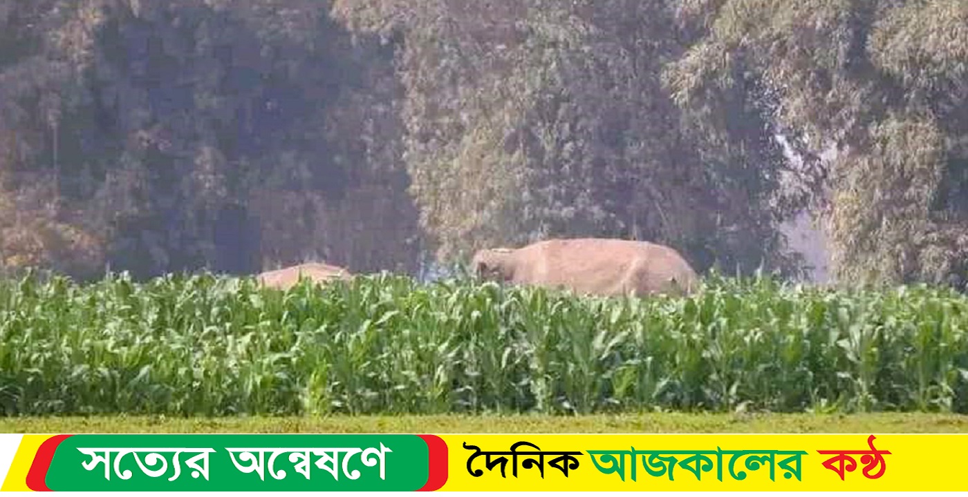 অনুপ্রবেশ করল ভারতীয় দুটি বন্যহাতি