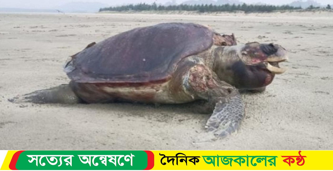 উখিয়ার সমুদ্র উপকূলে ভেসে আসছে মৃত মা-কাছিম