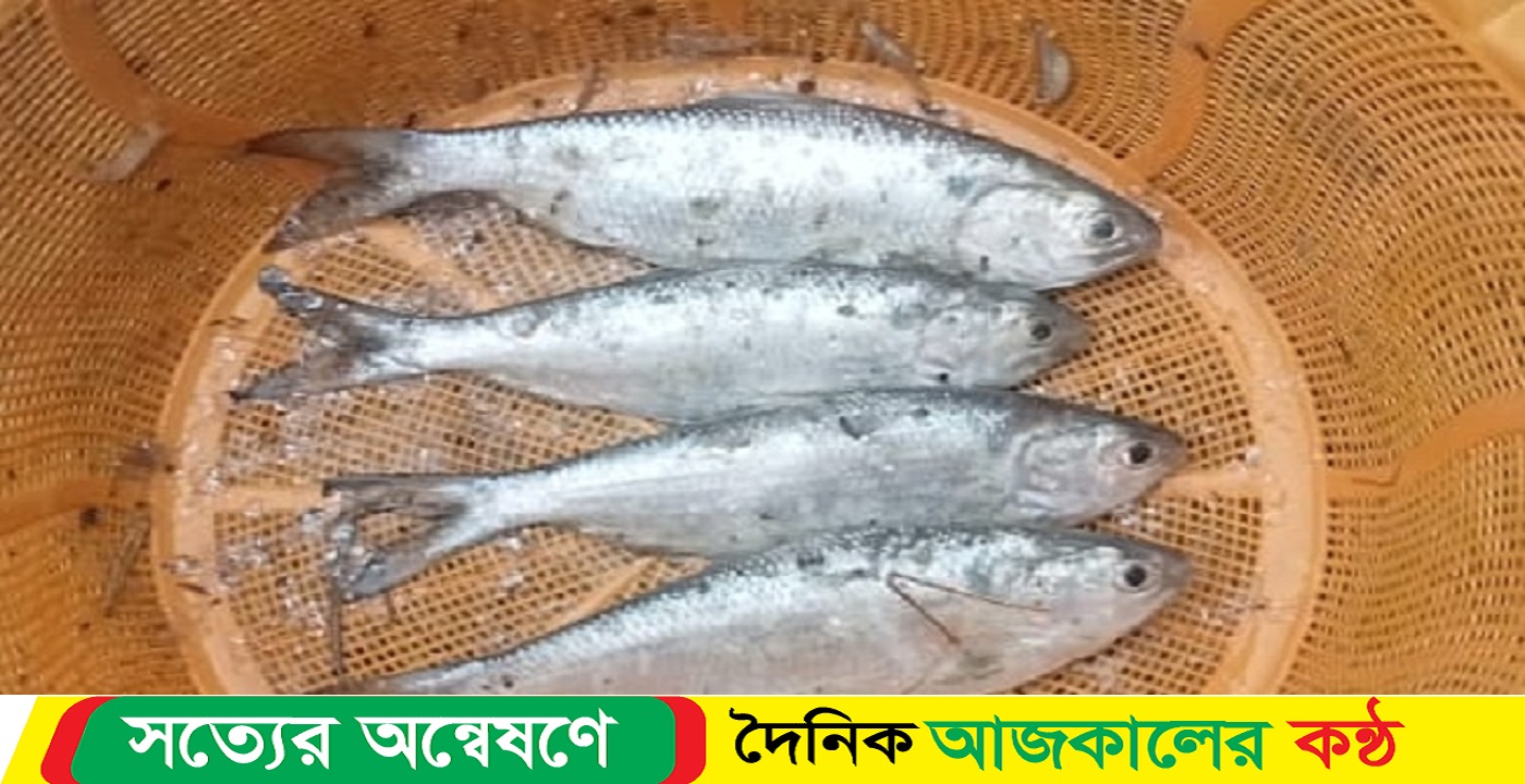 নদী থেকে ২ কি.মি. দুরের পুকুরে মিলল ৪টি তাজা ইলিশ