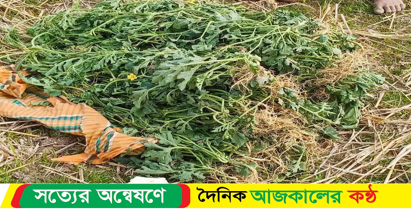বাউফলে সাড়ে ৩শ তরমুজ গাছ উপড়ে ফেলেছে দুর্বৃত্তরা