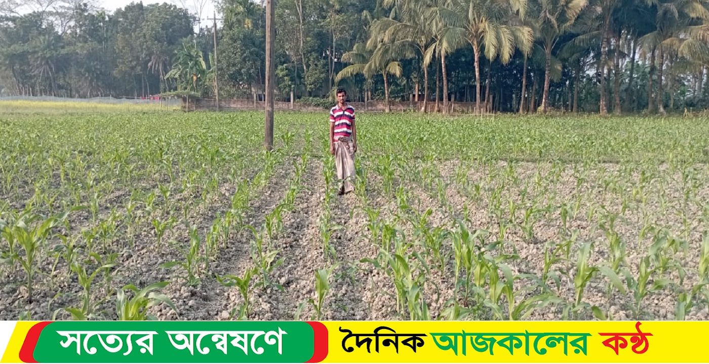 ভূট্টার ফলন ভালো হওয়ায় কৃষকের মুখে আনন্দের হাসি