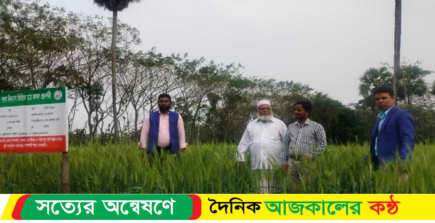 ঝালকাঠিতে বীর মুক্তিযোদ্ধার গম চাষে নজর কেড়েছে তরুণ উদ্যোক্তাদের