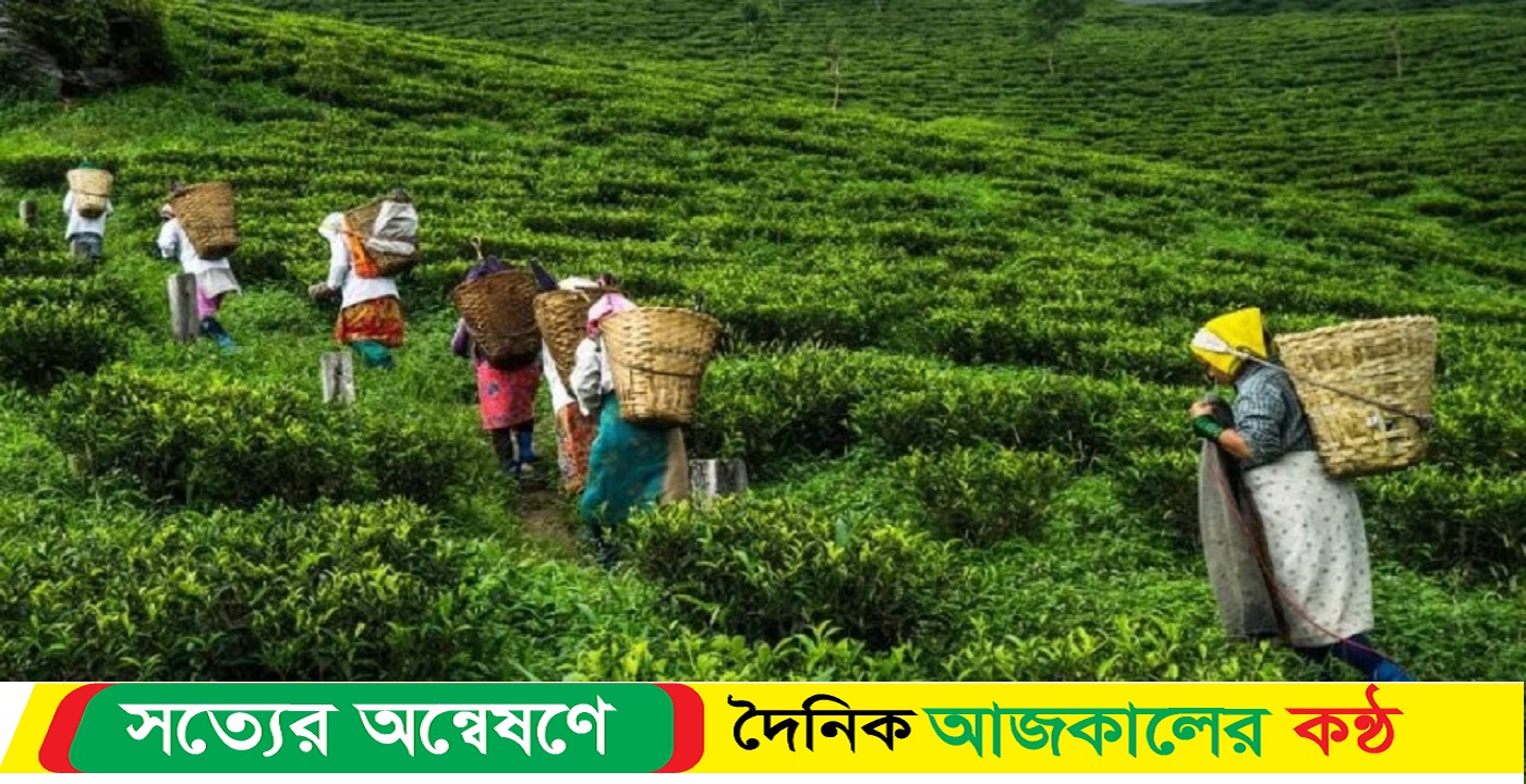 সিলেটে চা বাগান গুলোতে বৃষ্টি ছোঁয়া পেতেই ফিরে পাচ্ছে সবুজ প্রকৃতি সুন্দর্য